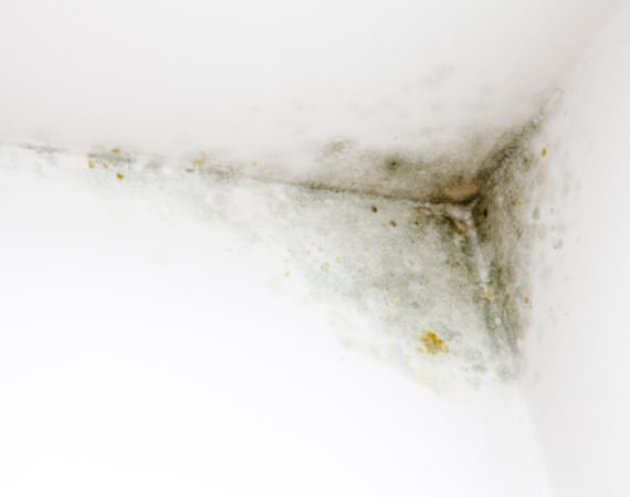 Mouldy or Humid Walls